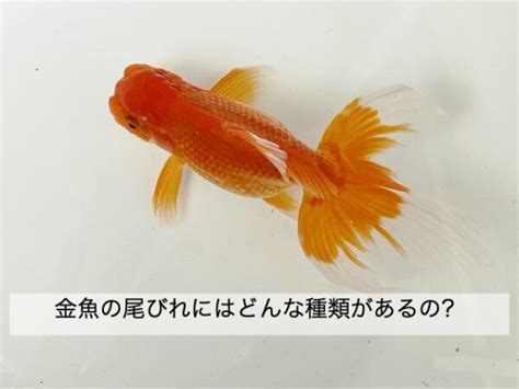 金魚溶尾|金魚の尾びれの種類を解説します【いろいろな形があります】